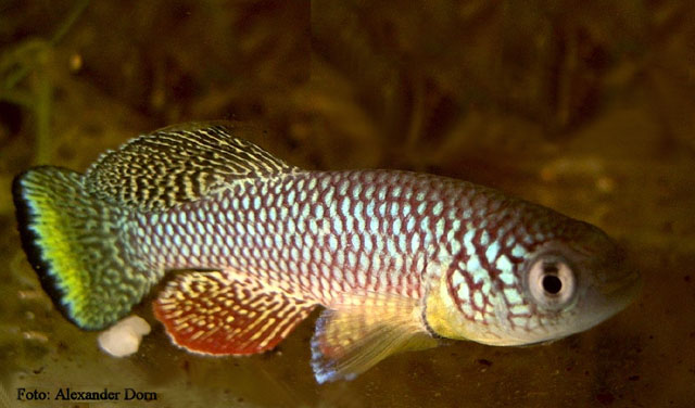 Nothobranchius furzeri