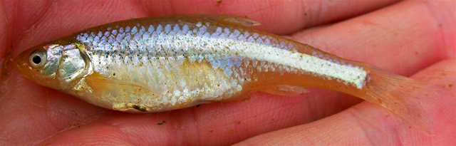 Notropis girardi