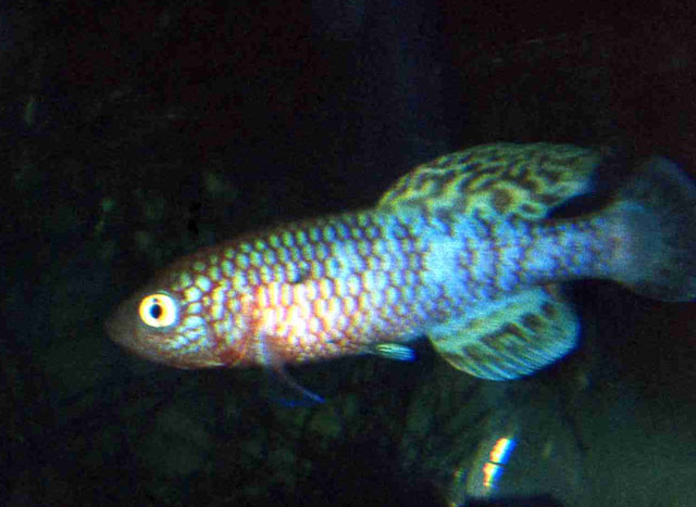 Nothobranchius kafuensis