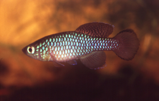 Nothobranchius krammeri