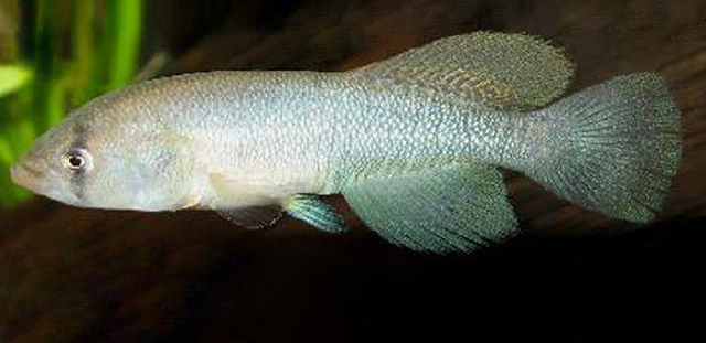 Nothobranchius microlepis