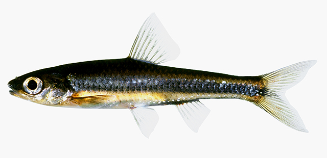 Notropis petersoni