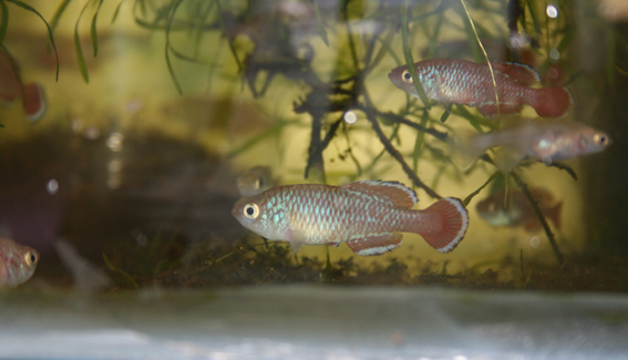 Nothobranchius rubroreticulatus