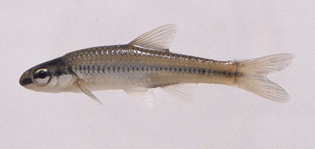 Notropis rupestris