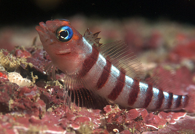 Notoclinops segmentatus