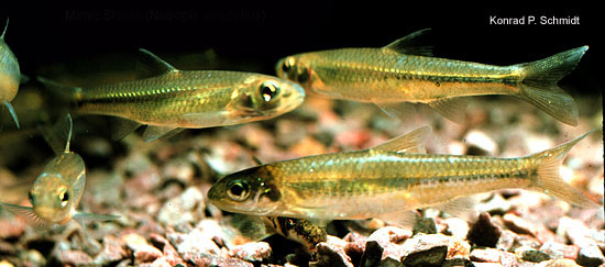 Notropis volucellus