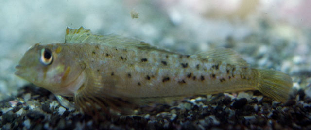 Notoclinops yaldwyni