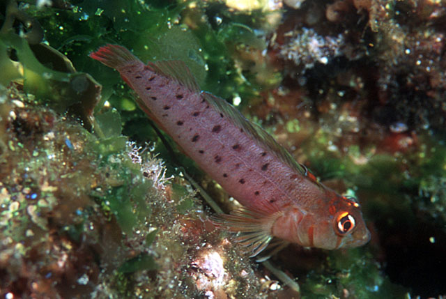 Notoclinops yaldwyni