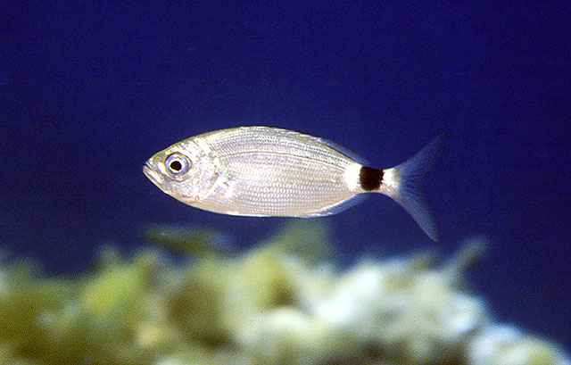 Oblada melanurus