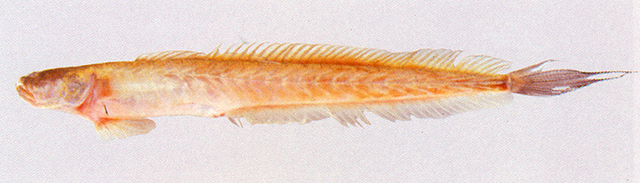 Odontamblyopus rubicundus