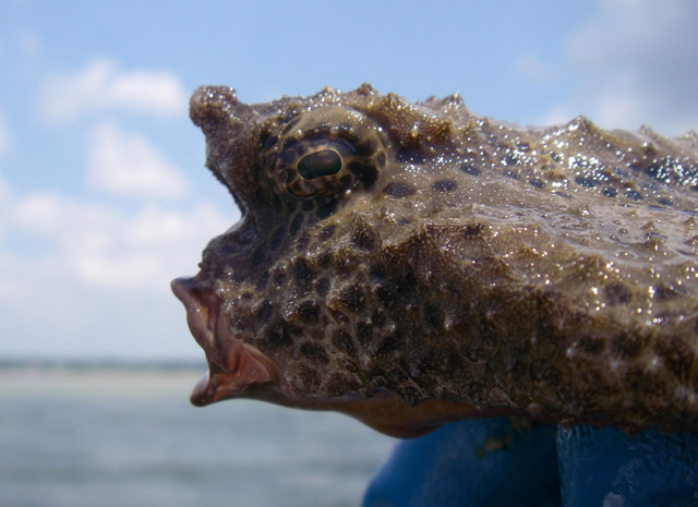 Ogcocephalus cubifrons