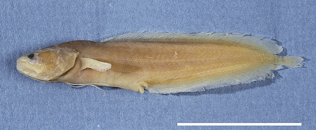 Ogilbia mccoskeri