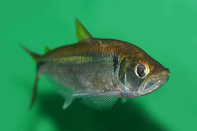 Oligosarcus hepsetus