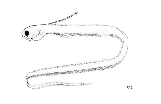 Onuxodon fowleri