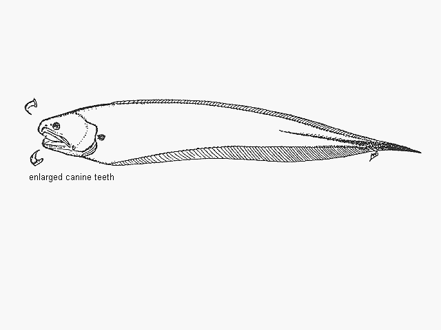 Onuxodon parvibrachium