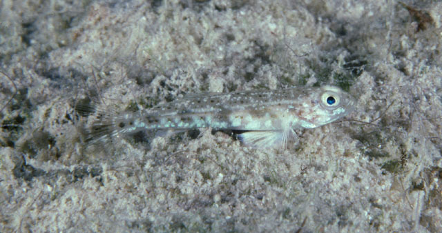 Arcygobius baliurus