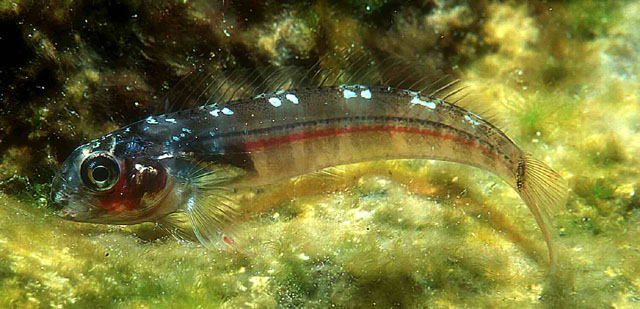 Ophioblennius atlanticus