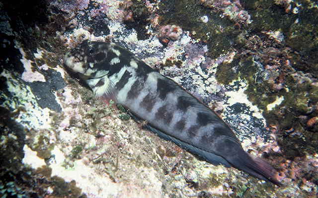 Ophioblennius atlanticus