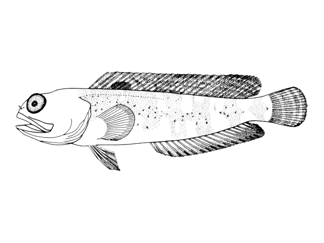 Opistognathus cuvierii