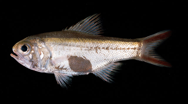 Optivus elongatus