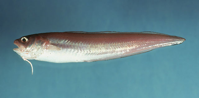 Ophidion holbrookii