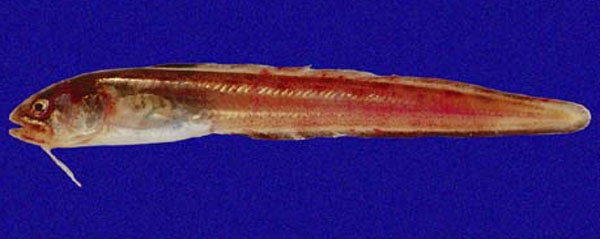 Ophidion imitator