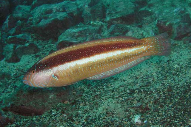 Ophthalmolepis lineolata