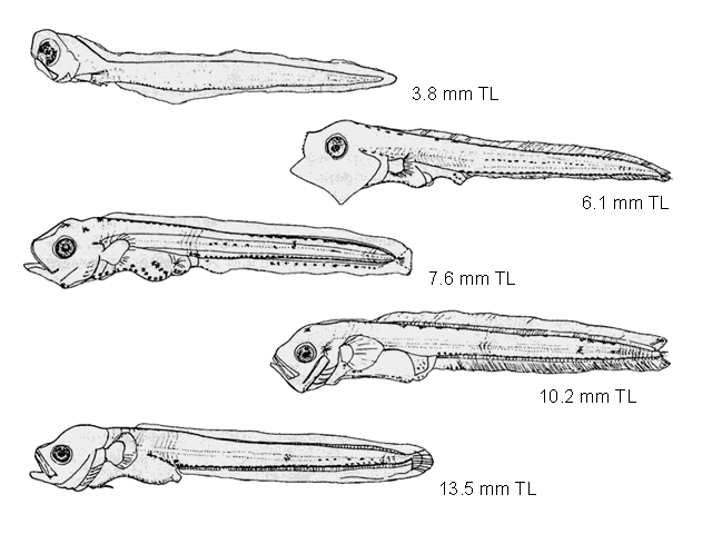 Ophidion marginatum