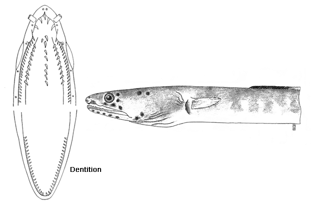 Ophichthus melope