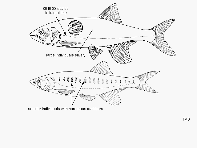 Opsaridium microlepis