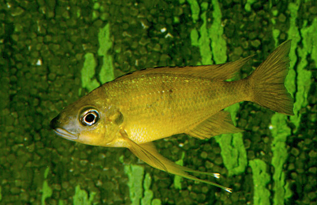 Ophthalmotilapia nasuta