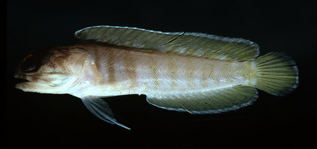 Opistognathus randalli