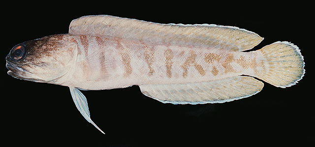 Opistognathus randalli