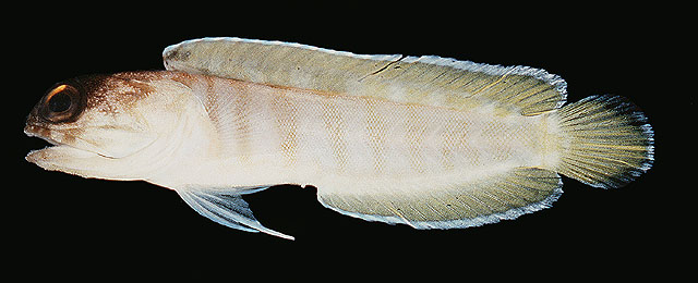 Opistognathus randalli