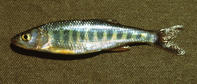 Opsaridium splendens