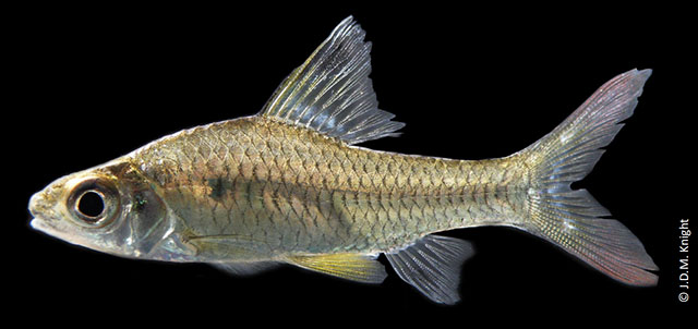 Oreichthys andrewi