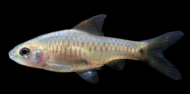 Oreichthys coorgensis