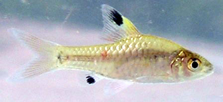 Oreichthys cosuatis