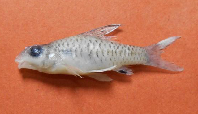 Oreichthys cosuatis