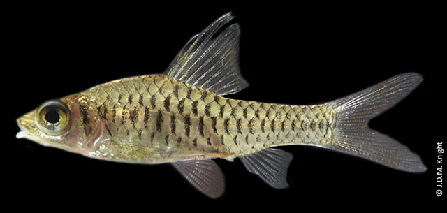 Oreichthys cosuatis