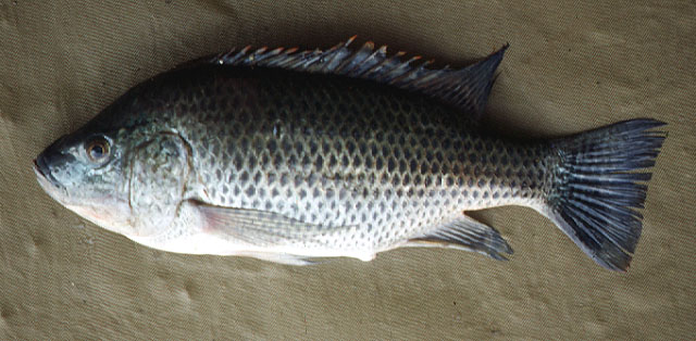 Oreochromis hunteri