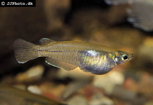 Oryzias javanicus