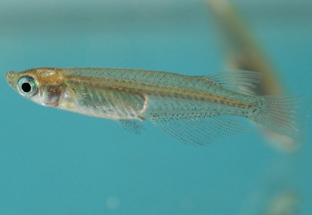 Oryzias latipes