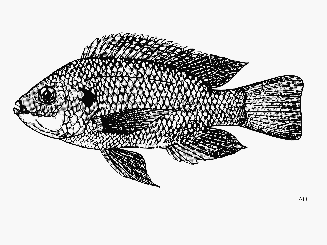 Oreochromis leucostictus