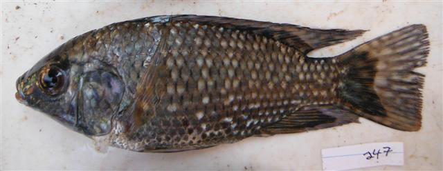 Oreochromis leucostictus