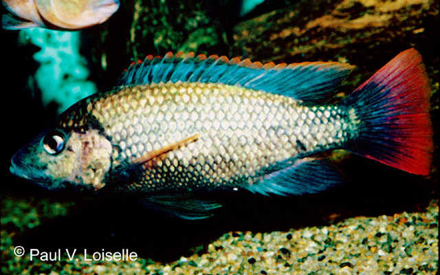 Oreochromis shiranus