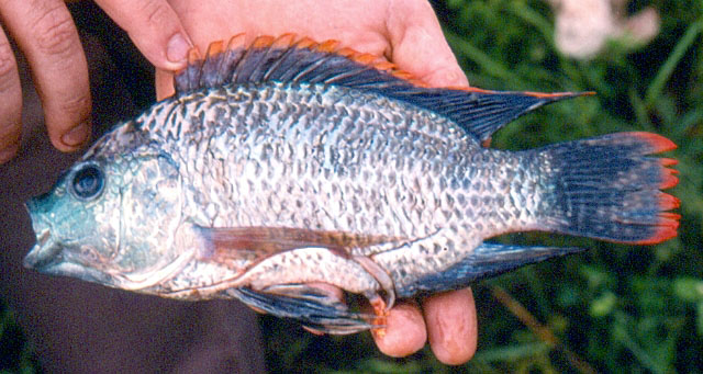 Oreochromis malagarasi