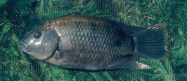 Oreochromis urolepis