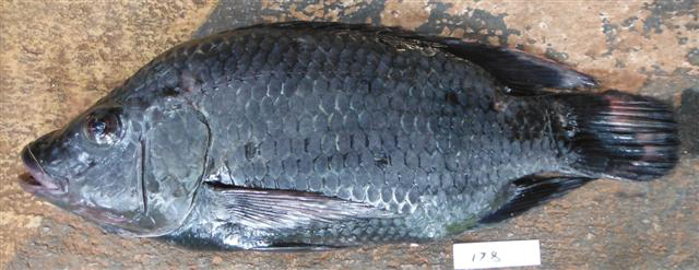 Oreochromis urolepis