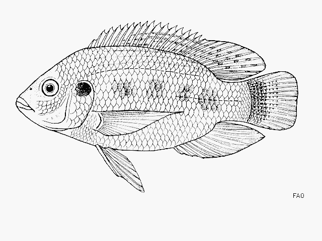 Oreochromis urolepis